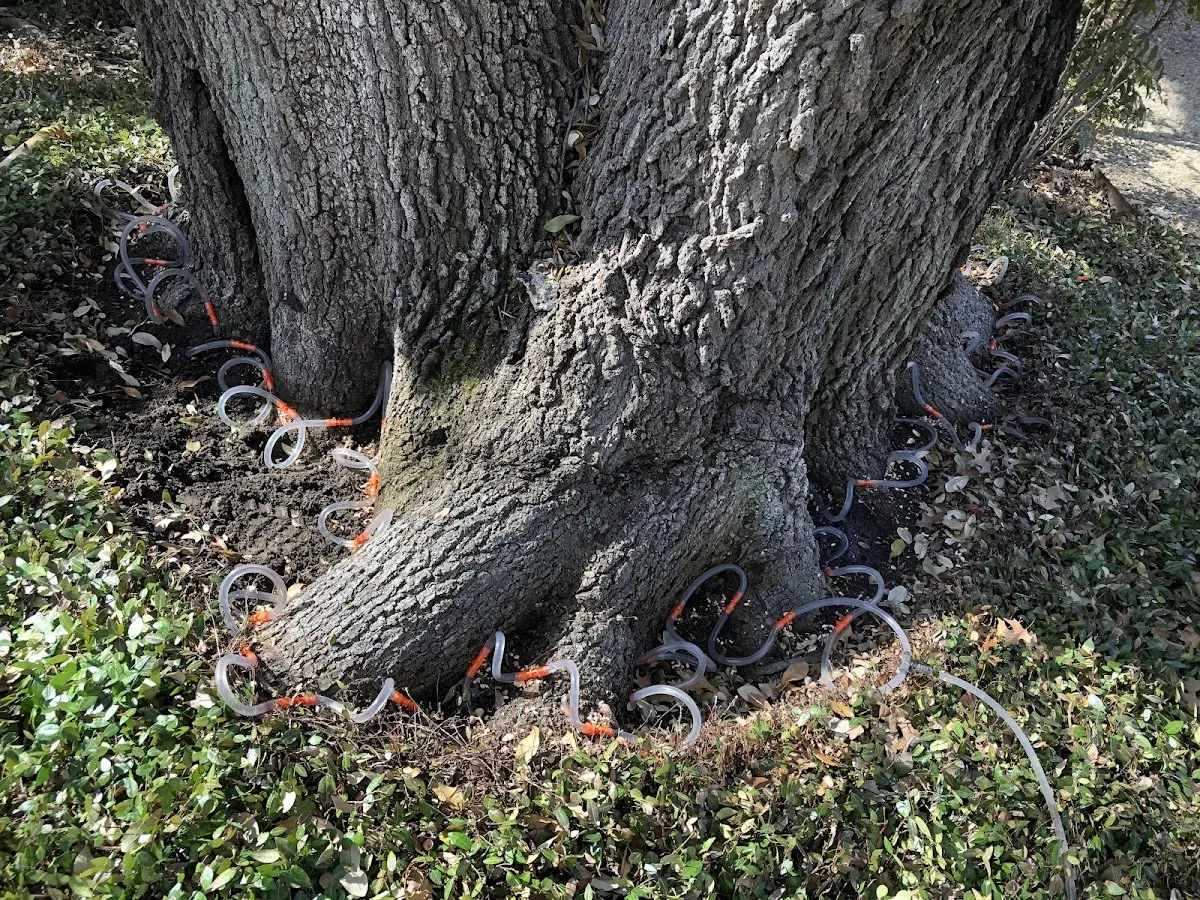 Detailed Tree Cabling and Bracing job site in Schwertner